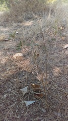 Solanum citrullifolium