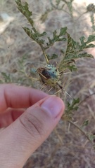 Solanum citrullifolium
