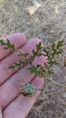 Solanum citrullifolium