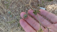 Solanum citrullifolium