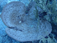 Ircinia campana