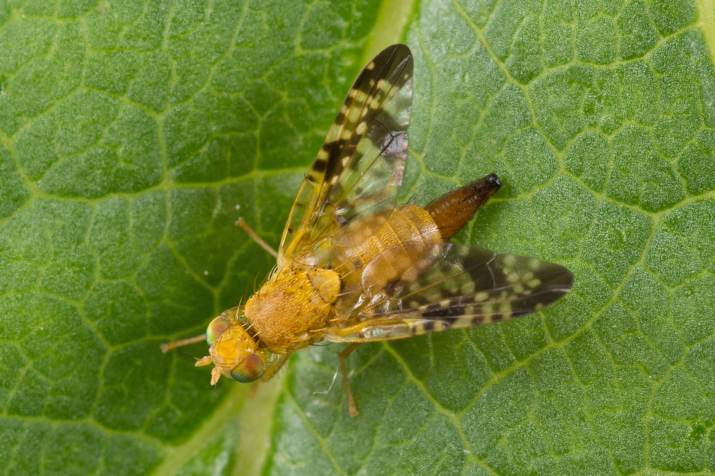 Mottled Thistle Fly, photo 1 of 8