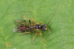 Tryphoninae