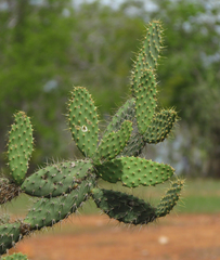 Tacinga palmadora