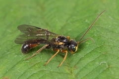 Tryphoninae