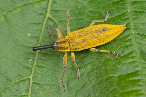 Lixus iridis