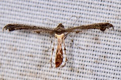 Michaelophorus indentatus