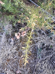 Ulex parviflorus parviflorus