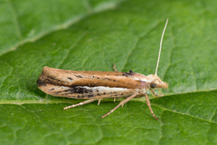 Ypsolopha parenthesella