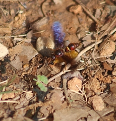 Parazumia tolteca