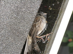 Zonotrichia atricapilla