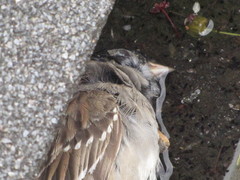 Zonotrichia atricapilla