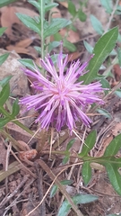 Centaurea raphanina mixta