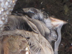 Zonotrichia atricapilla