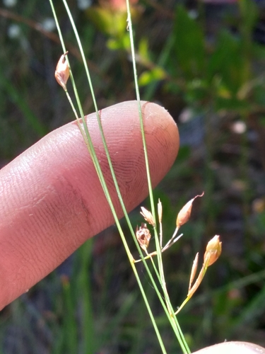 Image of Rhynchospora oligantha by (c) Scott Ward, some rights reserved (CC BY)