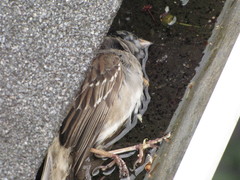 Zonotrichia atricapilla