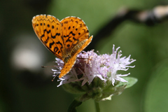 Boloria epithore