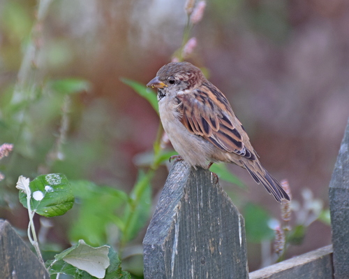 Gorrión común (Passer domesticus)