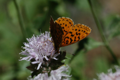 Boloria epithore