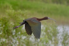 Plegadis chihi × Plegadis falcinellus