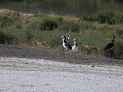 Himantopus mexicanus melanurus