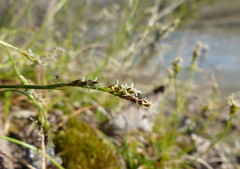 Carex concinna