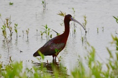 Plegadis chihi × Plegadis falcinellus
