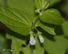 Scutellaria nervosa
