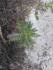 Ptilostemon hispanicus