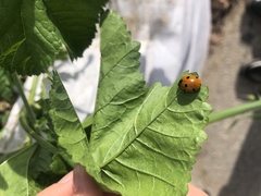 Coccinella septempunctata