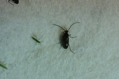 Gonodera luperus