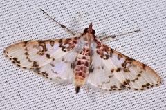 Azochis rufidiscalis