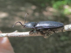 Neopristilophus