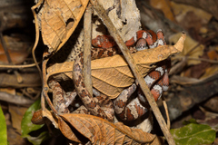 Imantodes gemmistratus