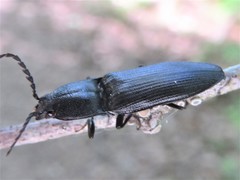 Neopristilophus