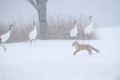Vulpes vulpes schrencki