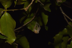 Curicaberis culiacan