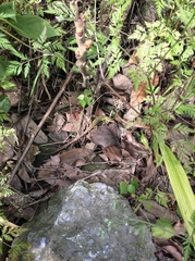 Takydromus septentrionalis