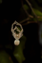 Curicaberis culiacan