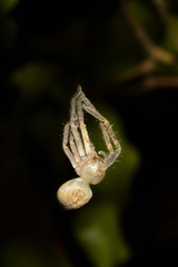 Curicaberis culiacan