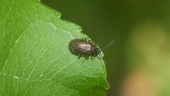 Galerucella grisescens