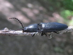Neopristilophus