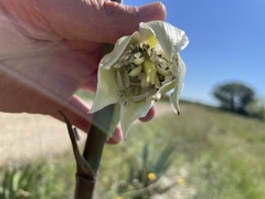 Yucca pallida