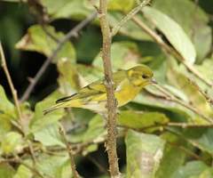Spinus thibetanus