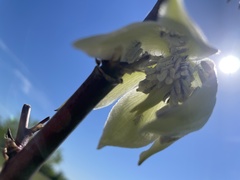 Yucca pallida
