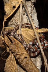 Imantodes gemmistratus