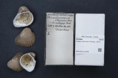 Chemnitz's ark clam