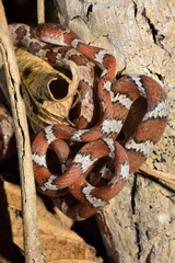 Imantodes gemmistratus