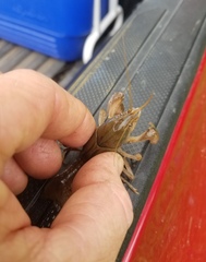 Fallicambarus houstonensis