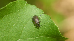 Galerucella grisescens